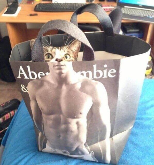 Un gato con abdomen