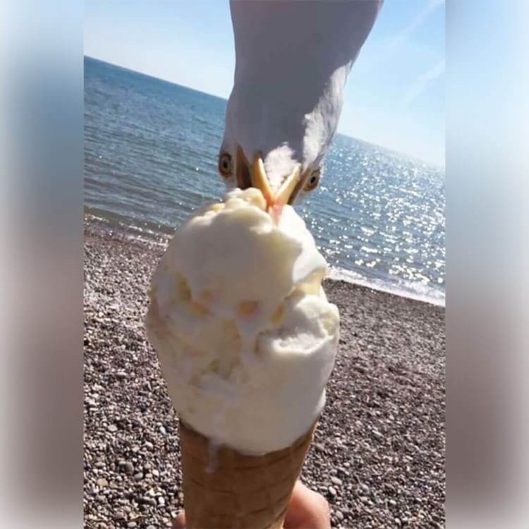 ladrón de helados