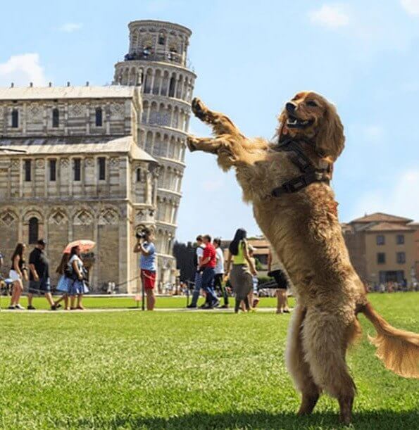 Por fin alguien que realmente merece la Torre Inclinada de Pisa